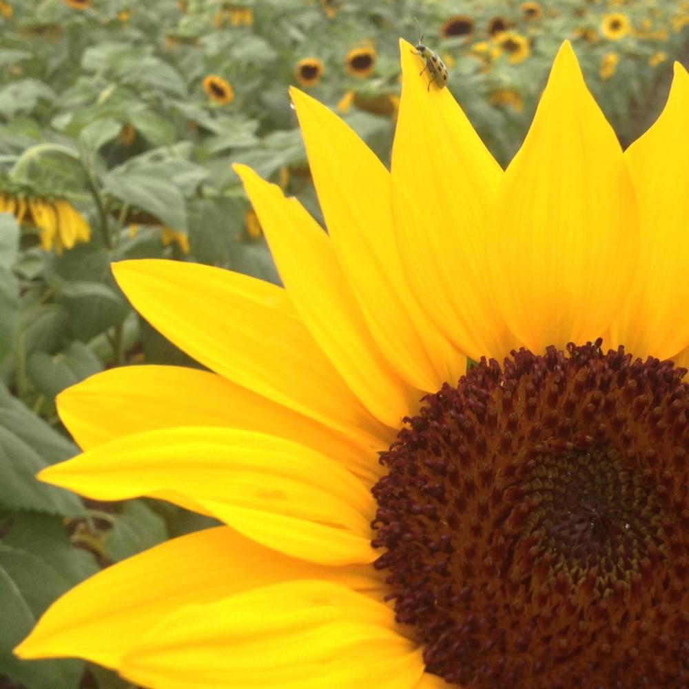 Meet your Posher, Ann